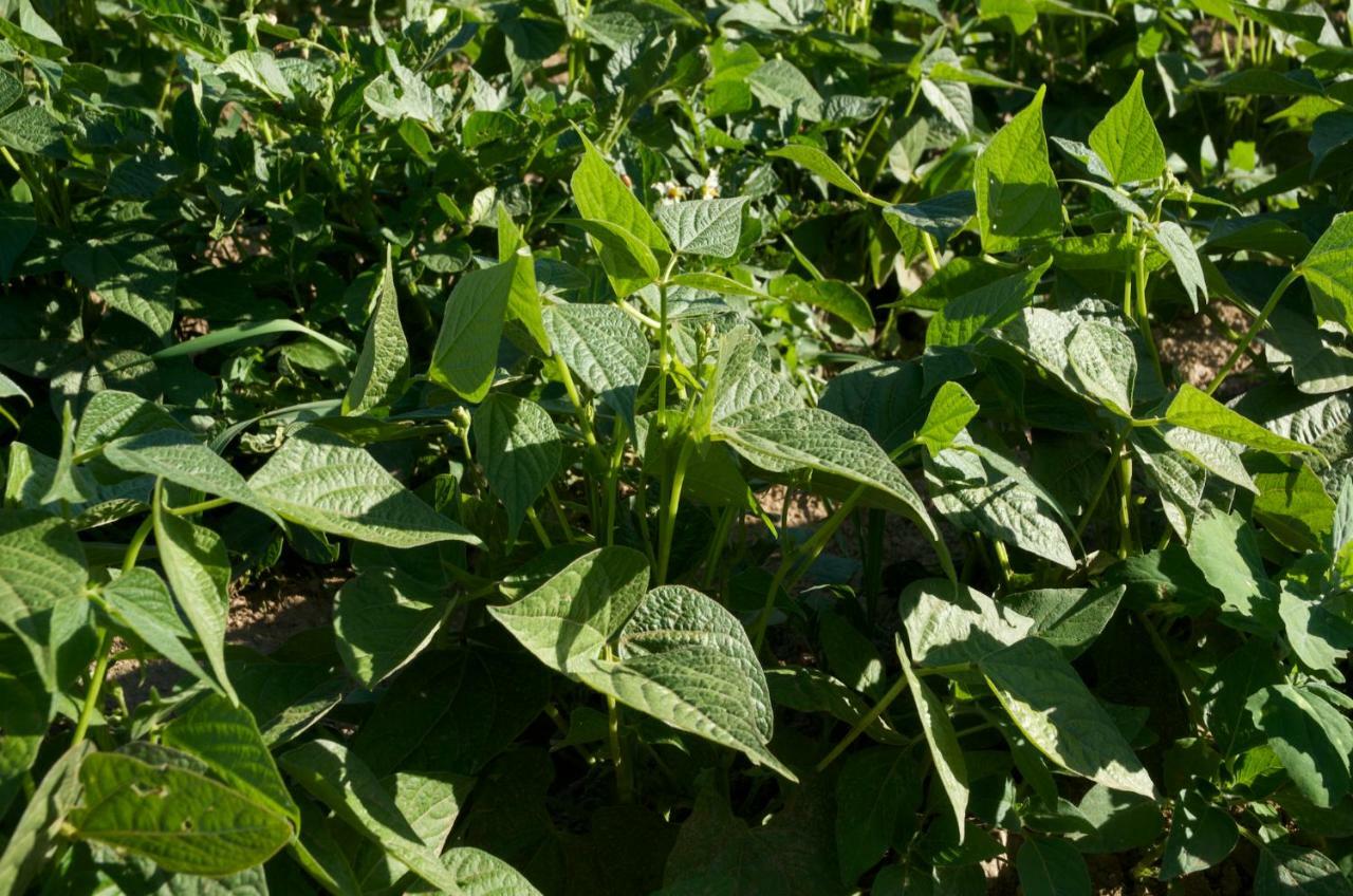 קמיליאטלו סילאנו Agriturismo Fiorella מראה חיצוני תמונה
