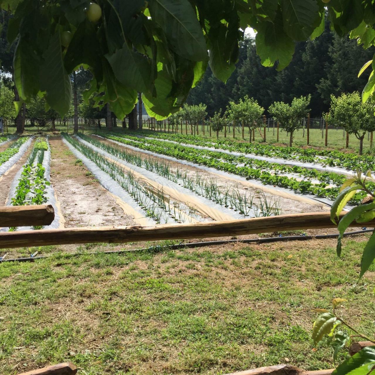 קמיליאטלו סילאנו Agriturismo Fiorella מראה חיצוני תמונה