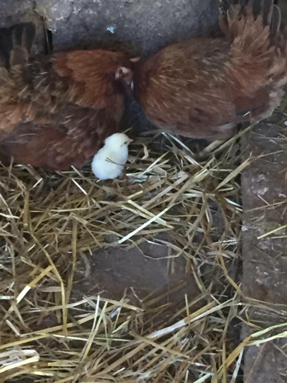 קמיליאטלו סילאנו Agriturismo Fiorella מראה חיצוני תמונה